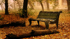 Bench logs autumn fog
