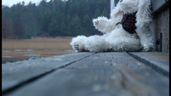 Bench stuffed Animals Teddy