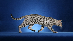 Bengal can haz caturday