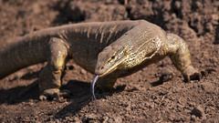 Bensbach goanna high