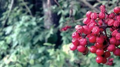 Berries