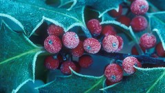 Berries