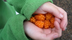 Berries Food and Drinks