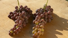 Berries grapes fruits