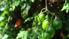 Berries Green food Food