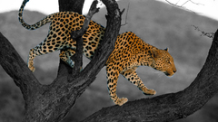 Best background widescreen awesome