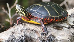 Best background widescreen awesome