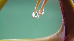 Bical fangs close up1