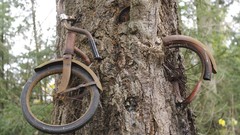 Bicycles tree trunk
