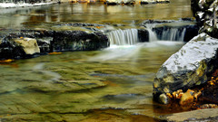 Biffo Bear nature water