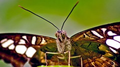 Biffobear couple biffobears from