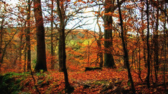 Biffobear fall autumn leaves