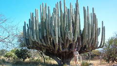 Big cactus high