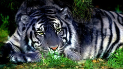Big cats Animals Tigers