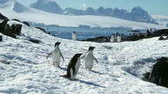 Big daddy Birds Penguins