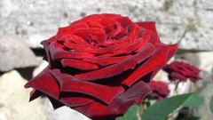 Big red rose purple