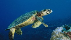 Big turtle ocean underwater