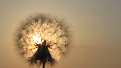 Biglaur nature hidden sun