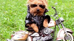 Biker little