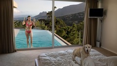 Bikini Animals beds Dogs