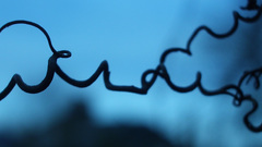 Bindweed twin Monitor flower