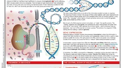 Biology infographics genetics