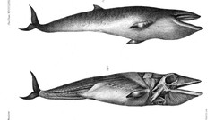 Biology white background Whales monochrome drawings historic