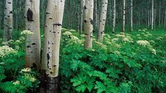 Birch forest nature