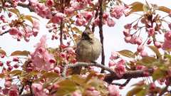Bird amp cherryblossoms epic