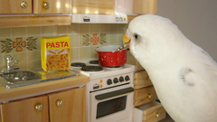 Bird cooking pasta