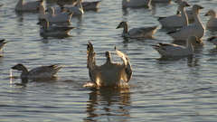 Bird givin The birdhey