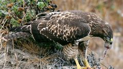 Bird hawk eating Prey