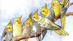 Bird high Resolution