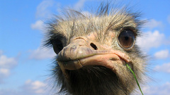 Bird ostrich funny Animals