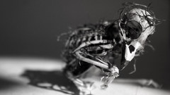 Bird skeleton have kung circumsonovates