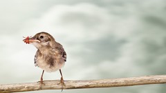 Birds advertisement jazz Twitter brands artwork