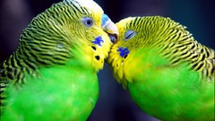 Birds affection budgerigar parakeets