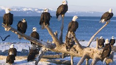 Birds Alaska bald eagles