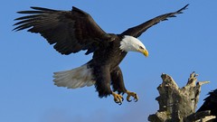 Birds Alaska Eagles bald eagles