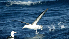 Birds albatross