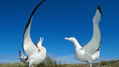 Birds albatross