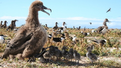 Birds albatross tern baby
