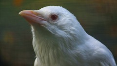 Birds albino