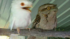 Birds albino tawny frogmouth