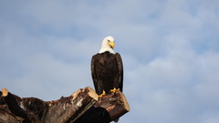Birds American Bald Eagle