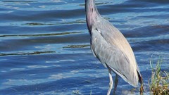 Birds Animals animal