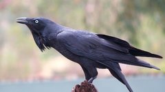 Birds Animals animal