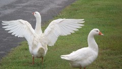 Birds Animals animal