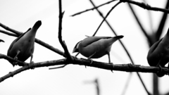 Birds Animals animal