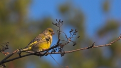 Birds Animals animal